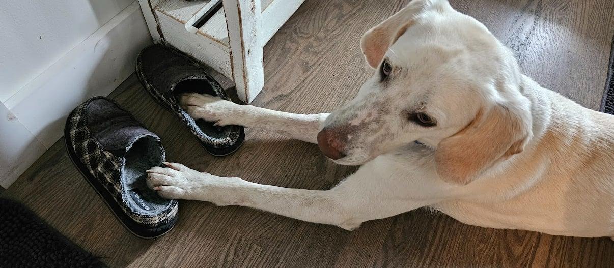 Louis, ADOPTABLE, Adult Male Labrador Retriever.