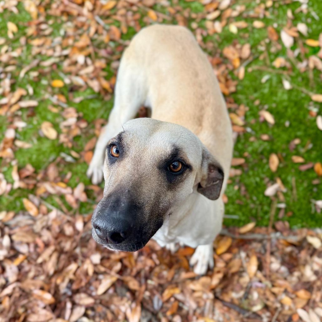 Enlarge Lyrica, a Adoptable Mixed Breed in Pensacola, FL image 2/5