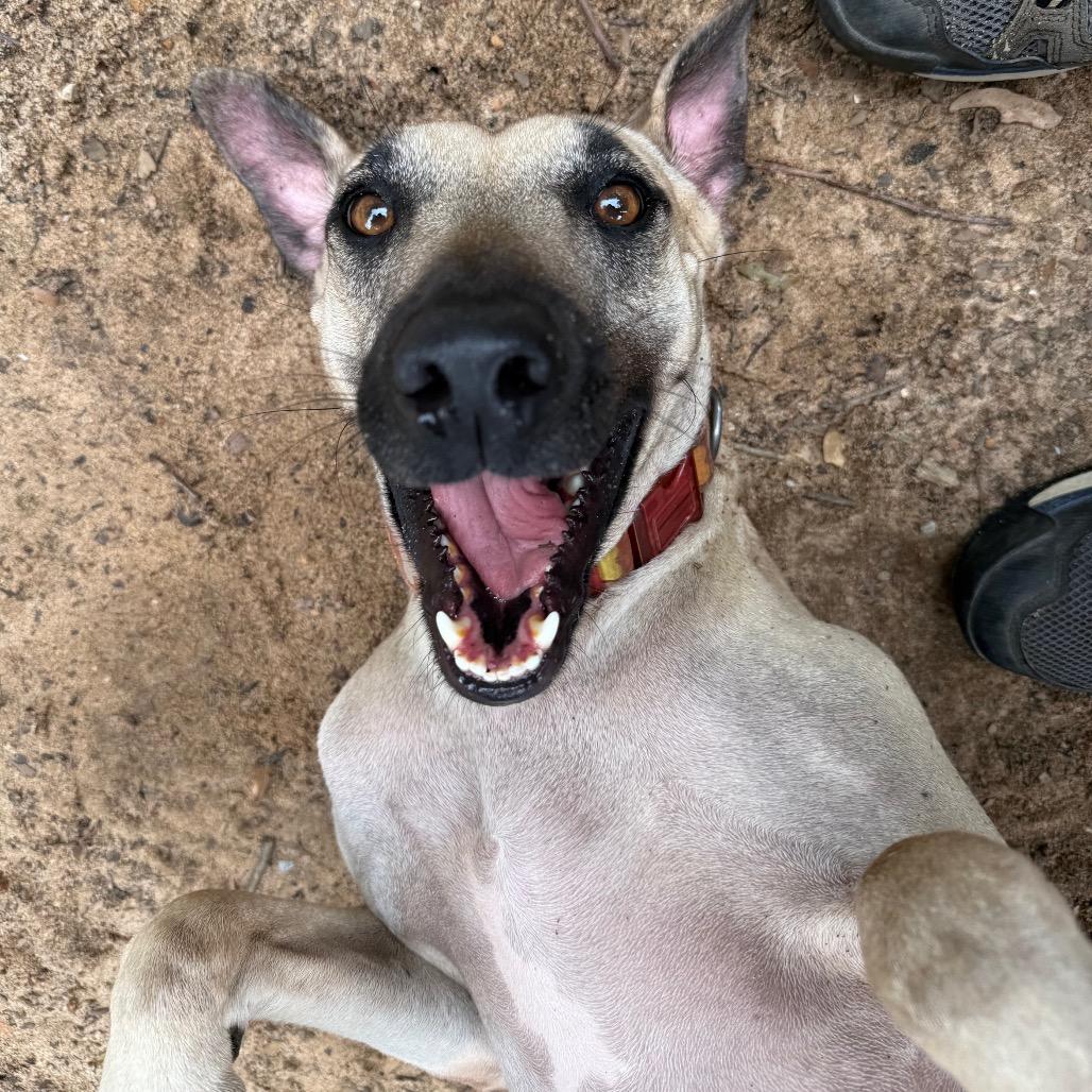 Enlarge Lyrica, a Adoptable Mixed Breed in Pensacola, FL image 3/5