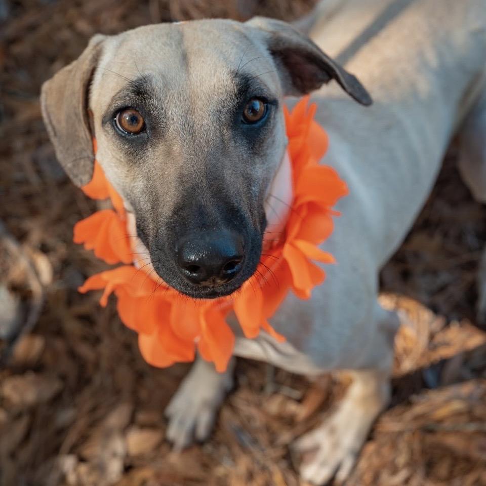 Enlarge Lyrica, a Adoptable Mixed Breed in Pensacola, FL image 4/5