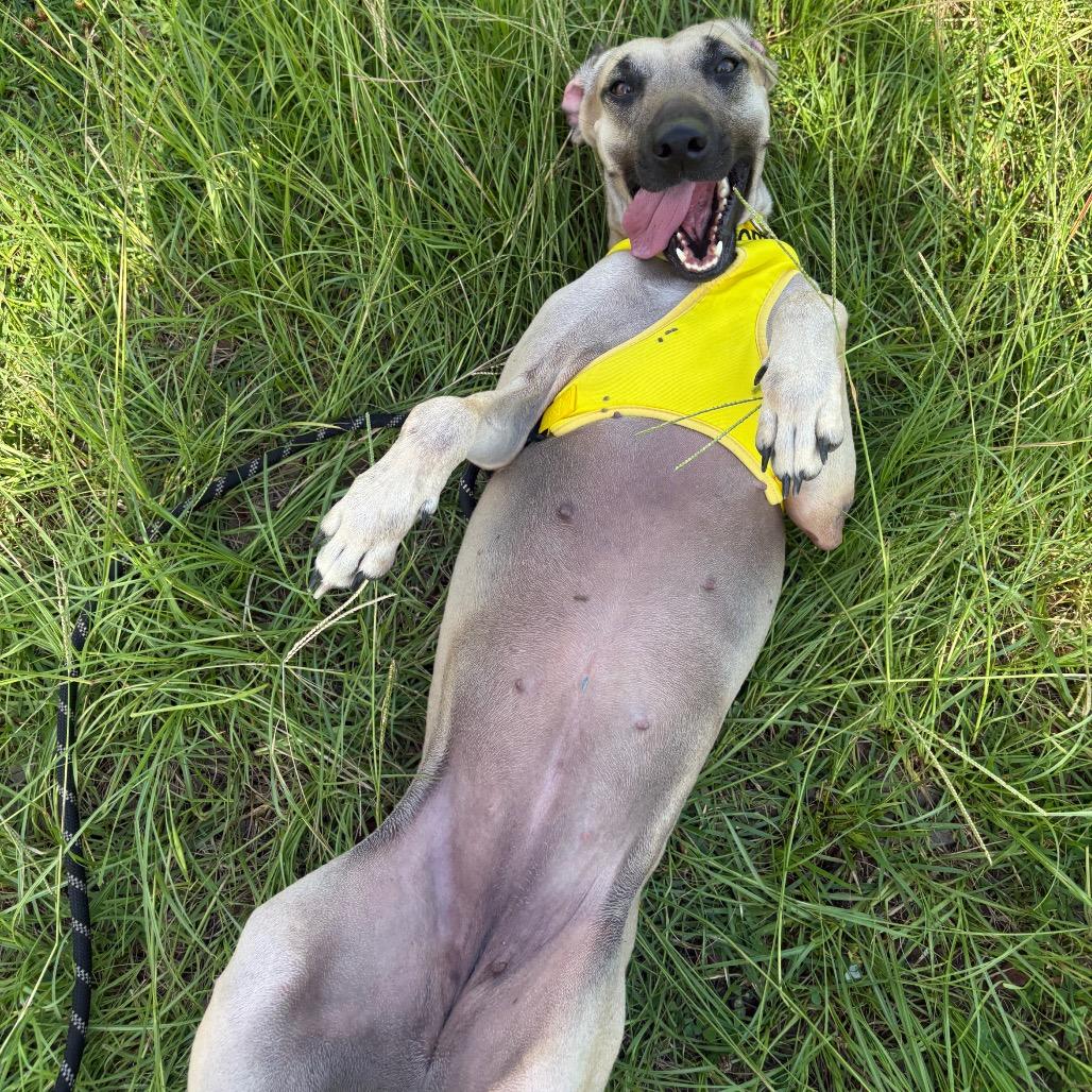 Lyrica, a Adoptable Mixed Breed in Pensacola, FL image 5/6