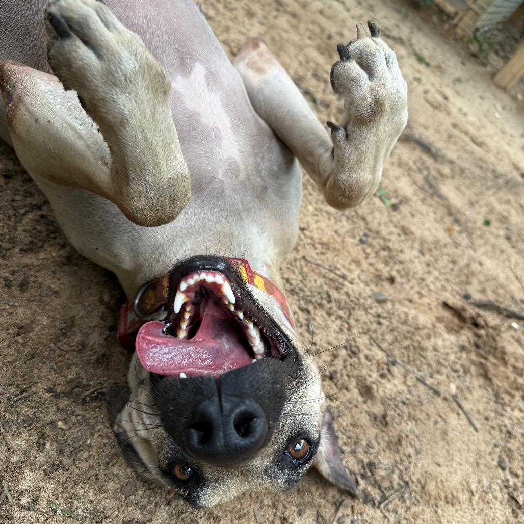 Enlarge Lyrica, a Adoptable Mixed Breed in Pensacola, FL image 5/5