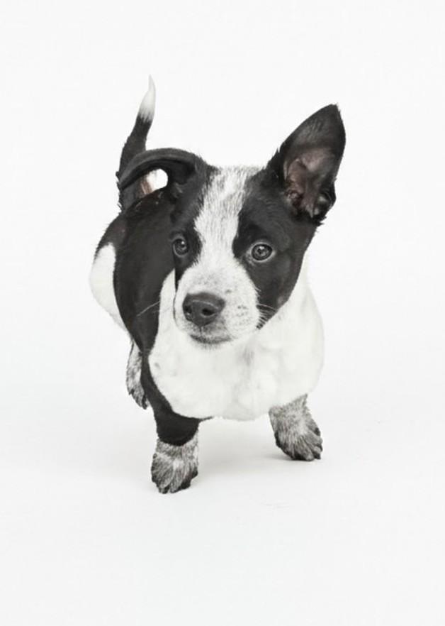 Enlarge Sundance, a Adoptable mixed breed in Evergreen, CO image 6/6