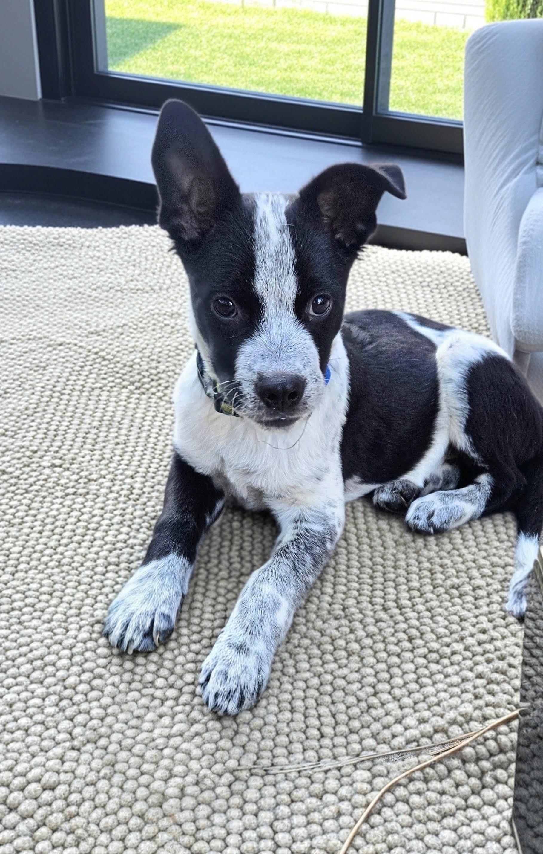 Enlarge Sundance, a Adoptable mixed breed in Evergreen, CO image 1/6