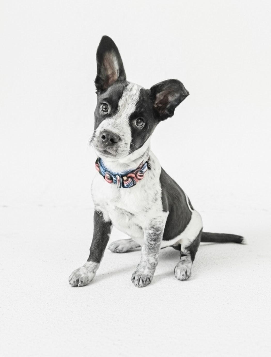 Enlarge Sundance, a Adoptable mixed breed in Evergreen, CO image 4/6