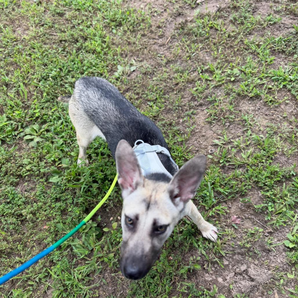 Enlarge Angel, a Adoptable Husky in Princeton, KY image 1/1
