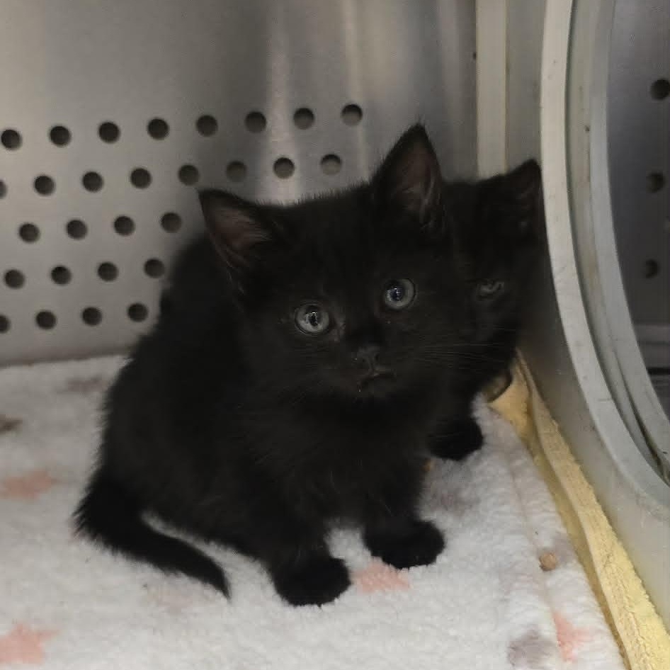 Lorelei, Adoptable, Kitten Female Domestic Short Hair.