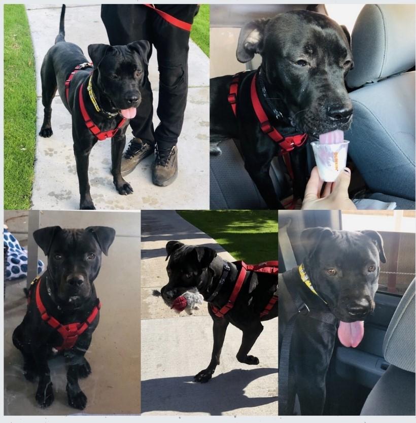 Enlarge Dante, a Adopted mixed breed in Mesa, AZ image 1/4