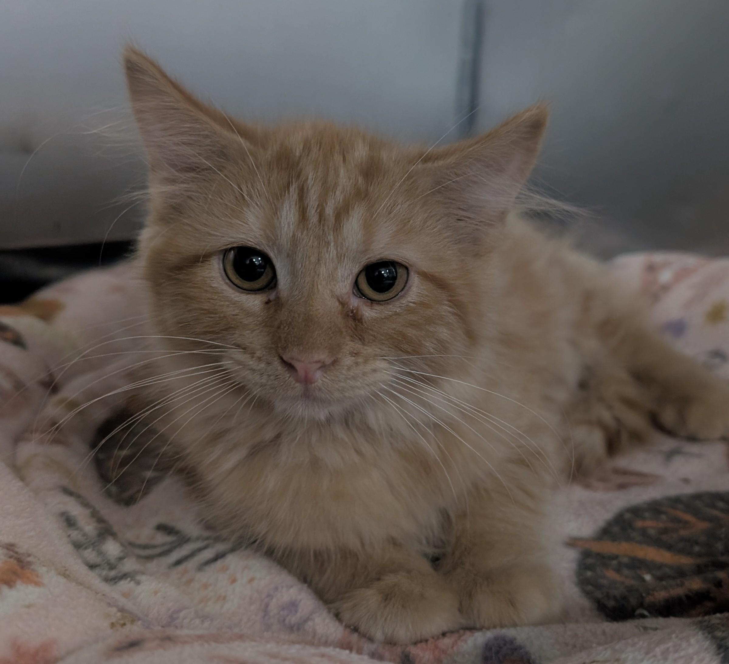 Enlarge Hank, an adopted Domestic Medium Hair in New Ulm, MN image 1/1