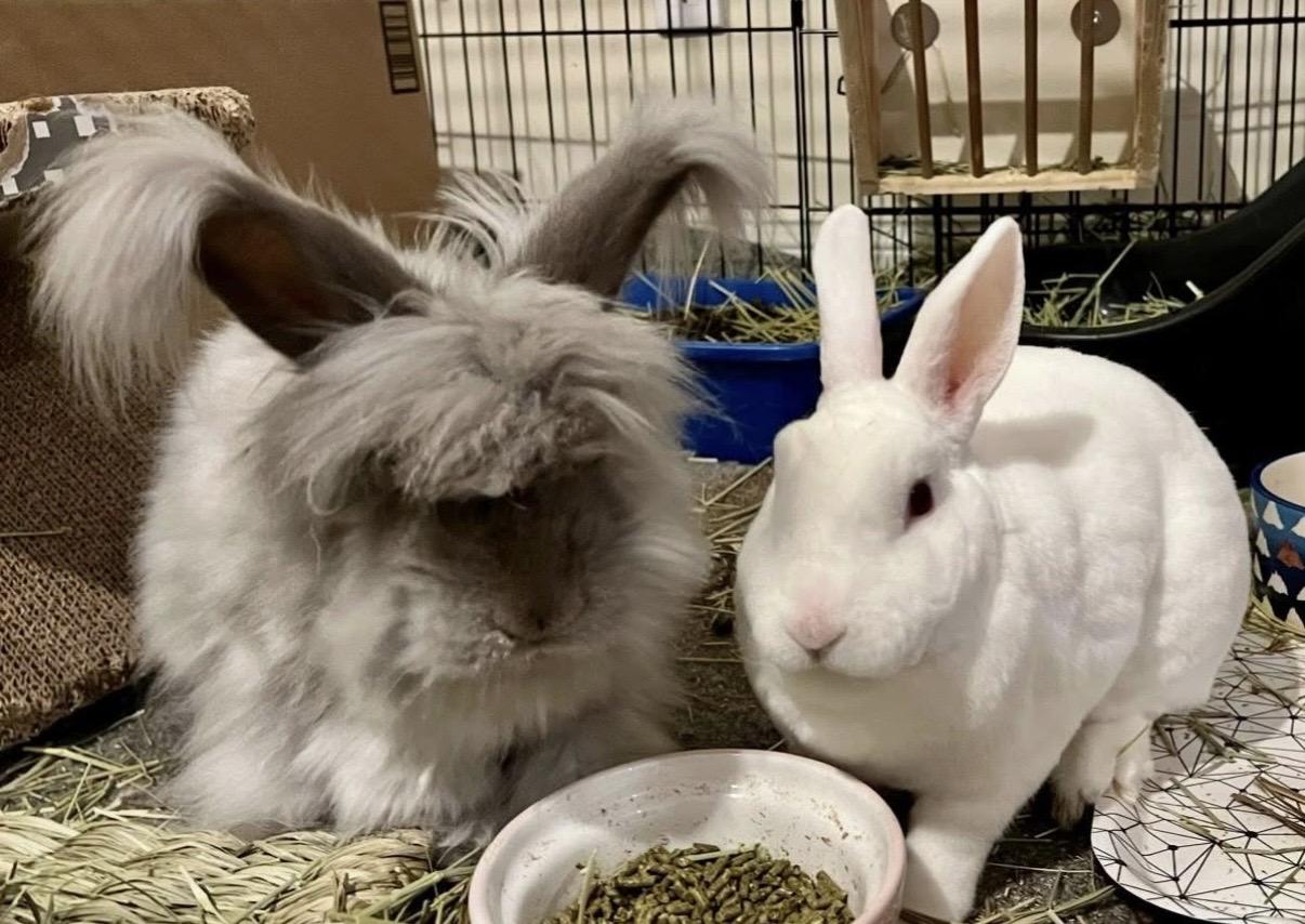 Enlarge Chip and vanilla bean , a ADOPTABLE Angora Rabbit in Milford, CT image 2/2