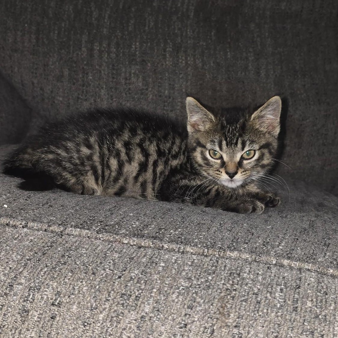 Enlarge Turbo, an adopted mixed breed in Moriches, NY image 3/3
