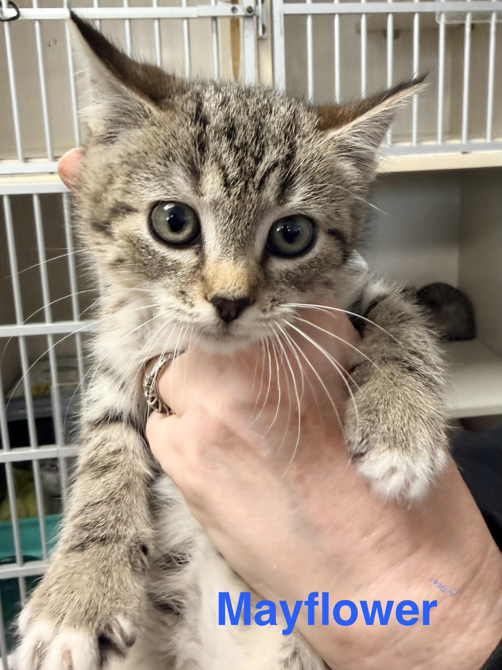 Mayflower, Fortune, and Anne, a Adoptable Domestic Short Hair in Westfield, MA image 2/3