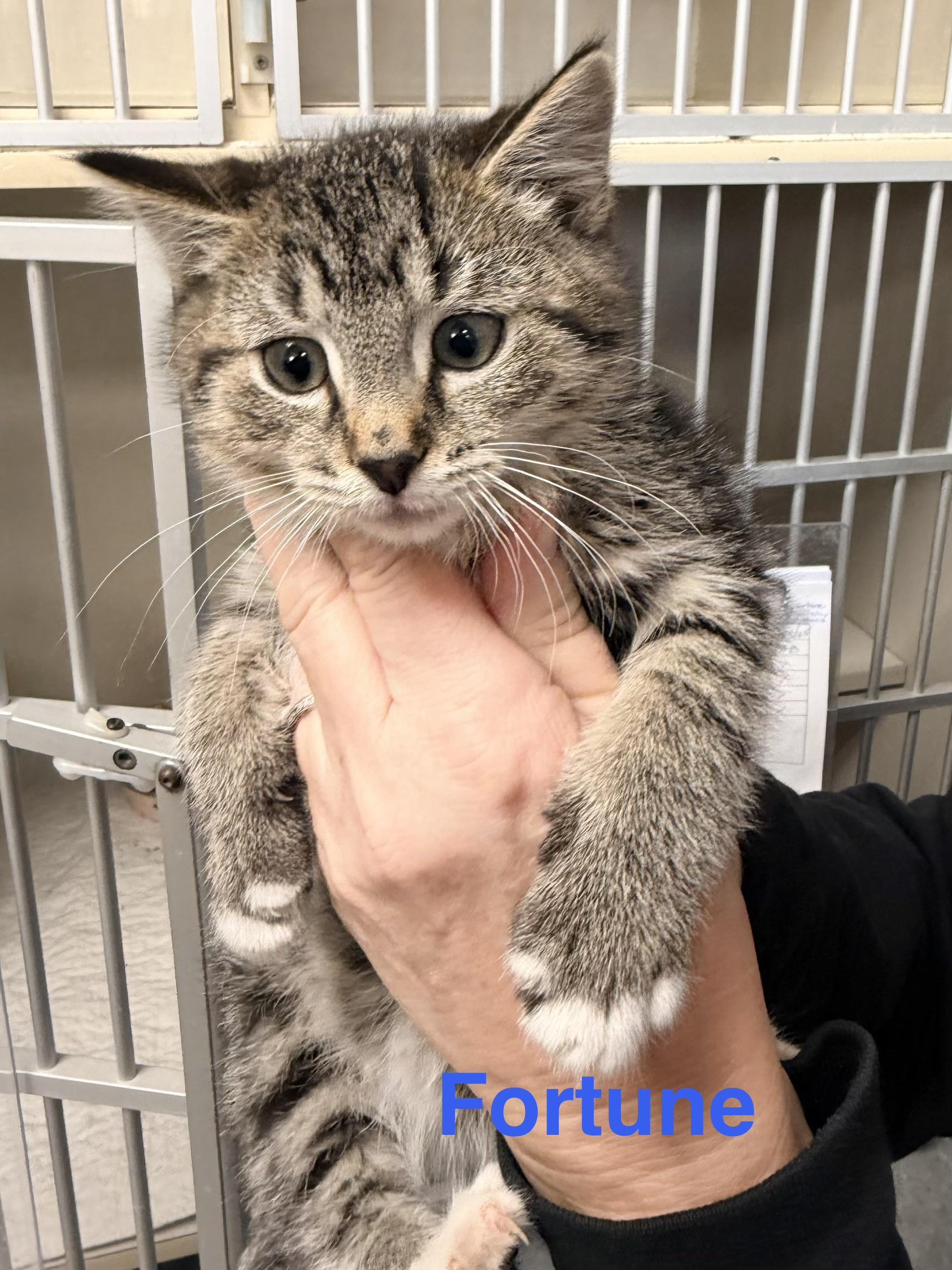 Mayflower, Fortune, and Anne, a Adoptable Domestic Short Hair in Westfield, MA image 3/3