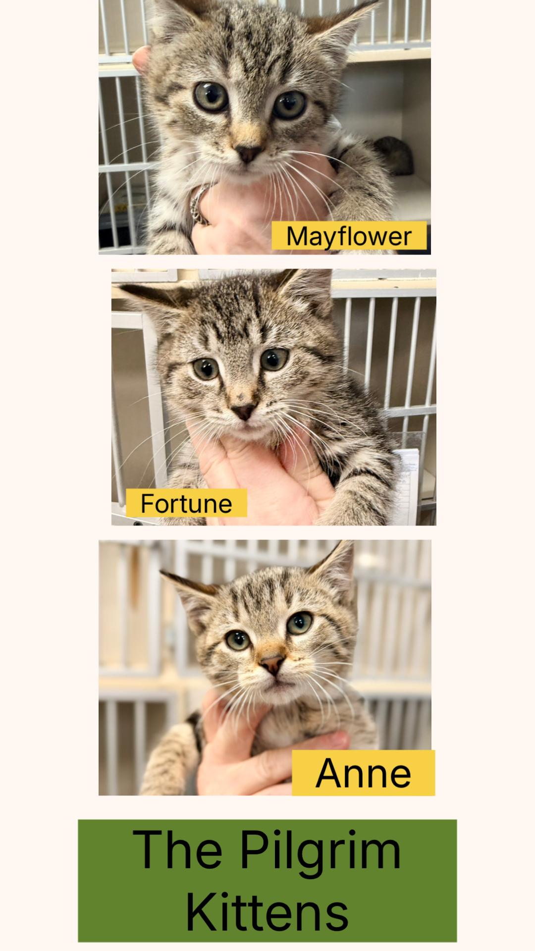 Mayflower, Fortune, and Anne, a Adoptable Domestic Short Hair in Westfield, MA image 1/3