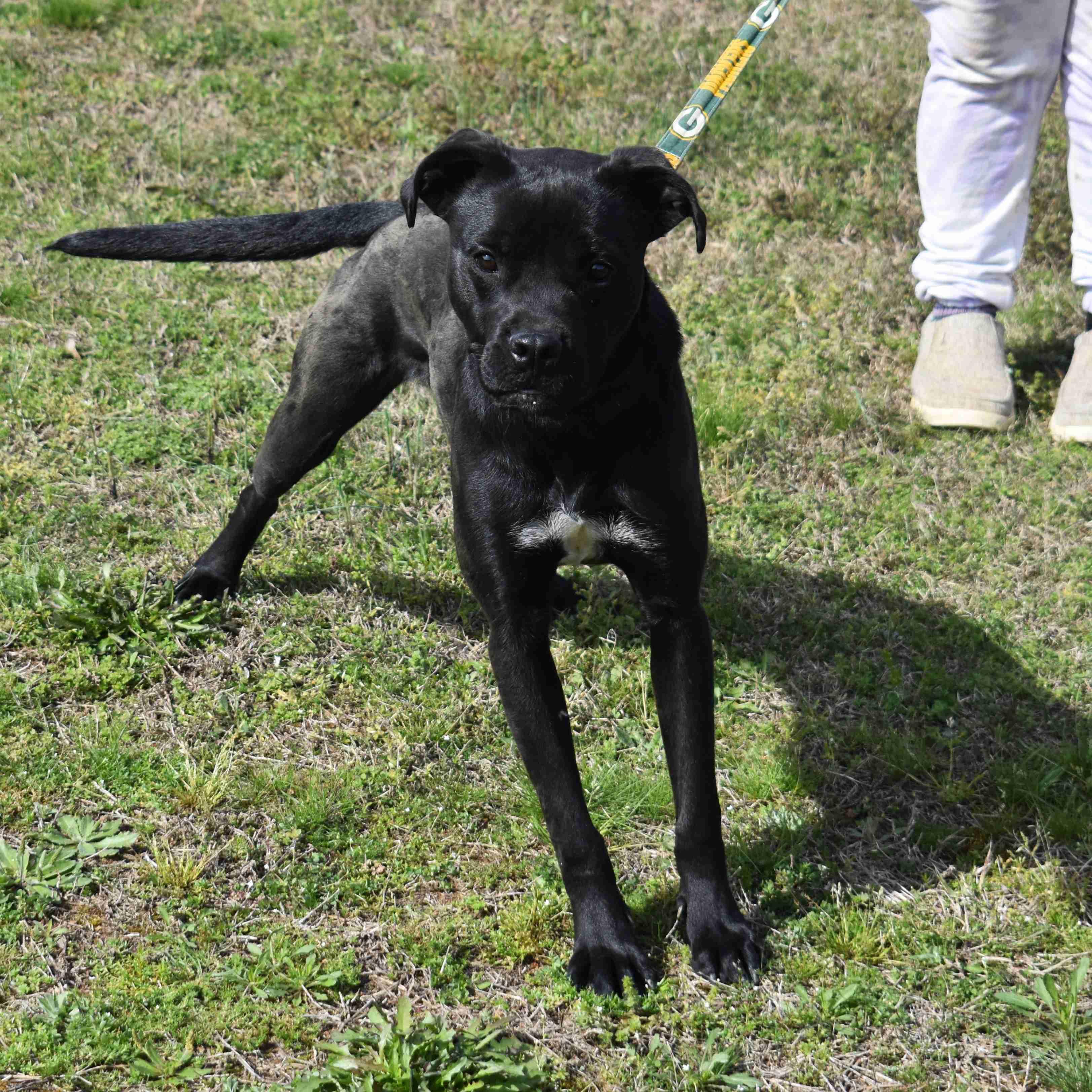 Enlarge Josie, a ADOPTABLE mixed breed in Searcy, AR image 2/6