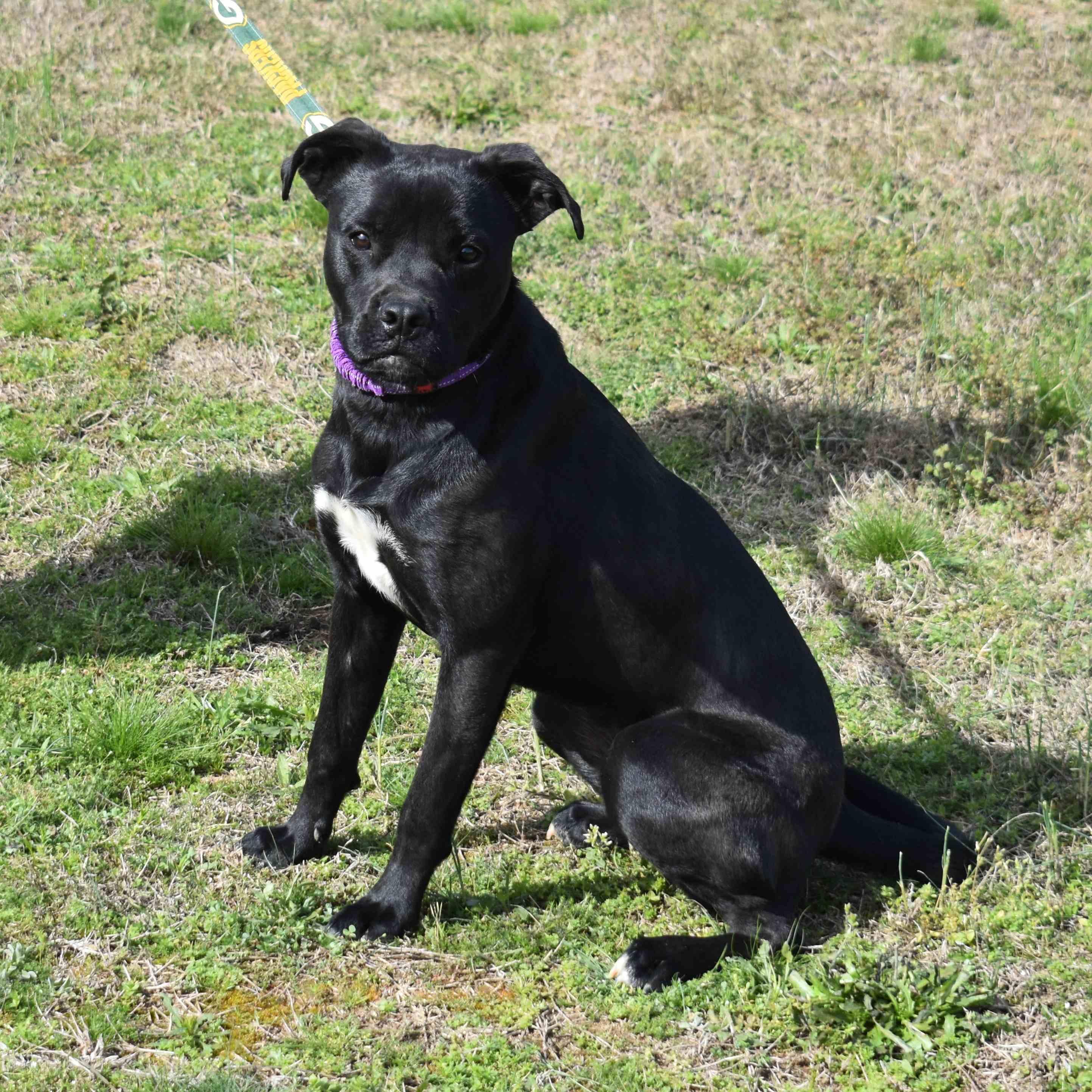 Enlarge Josie, a ADOPTABLE mixed breed in Searcy, AR image 6/6
