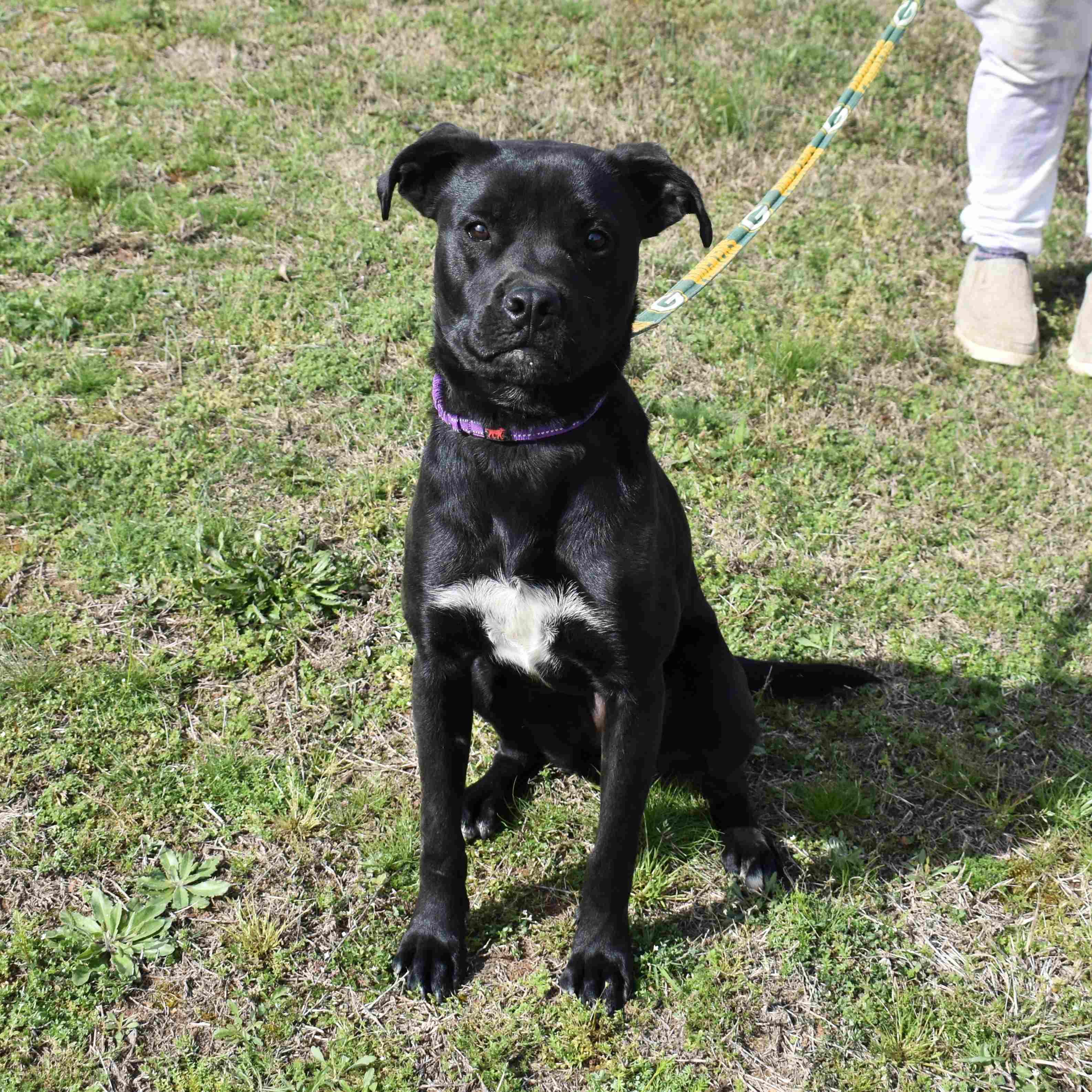 Enlarge Josie, a ADOPTABLE mixed breed in Searcy, AR image 4/6