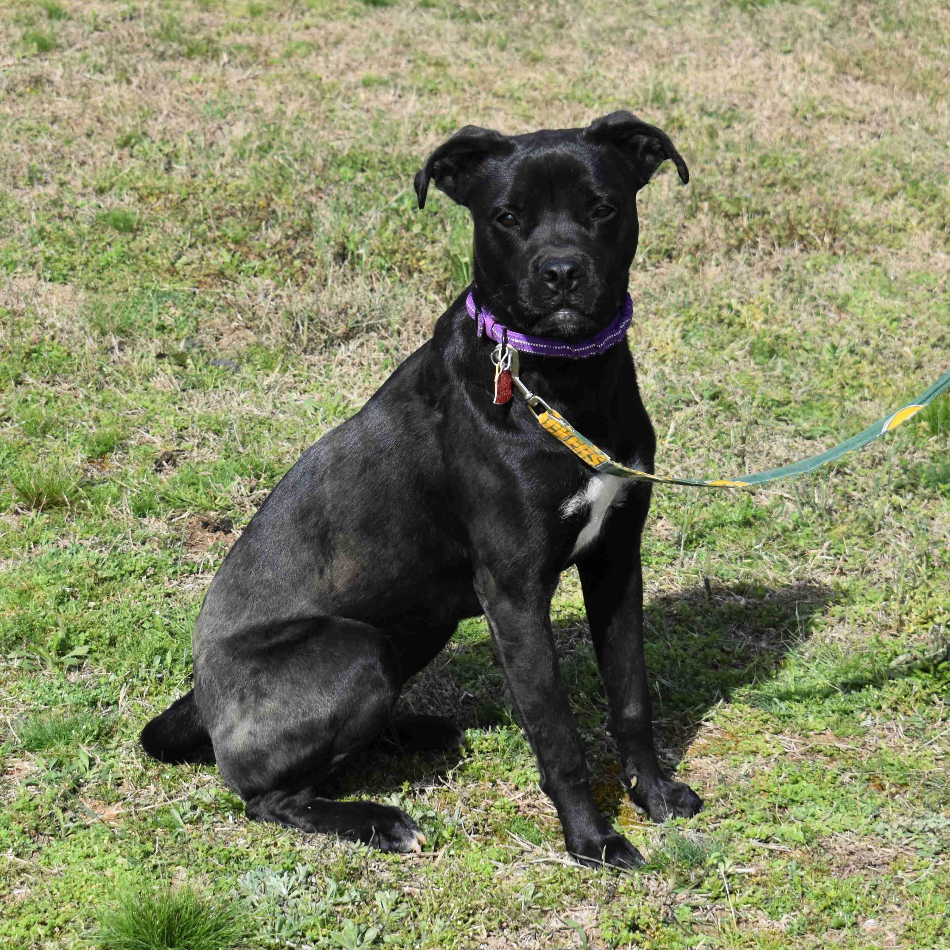 Josie, ADOPTABLE, Adult Female Boxer.