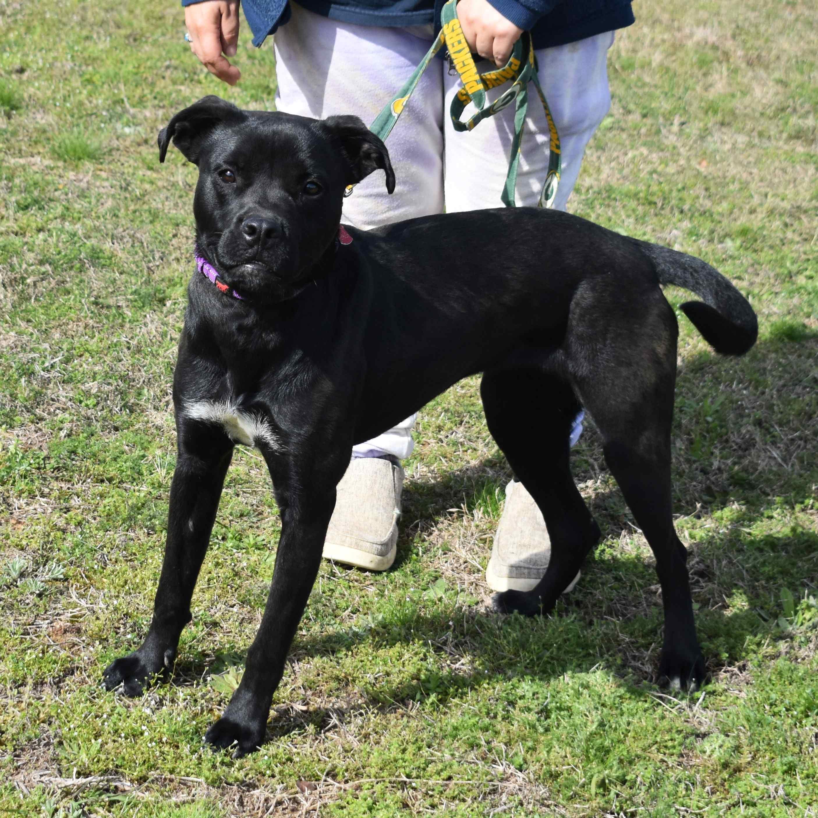 Enlarge Josie, a ADOPTABLE mixed breed in Searcy, AR image 3/6