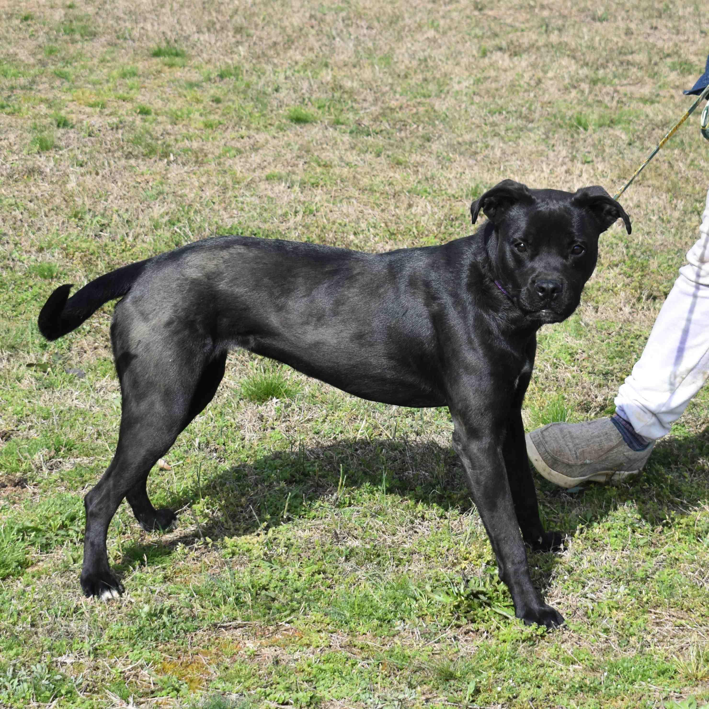 Enlarge Josie, a ADOPTABLE mixed breed in Searcy, AR image 5/6