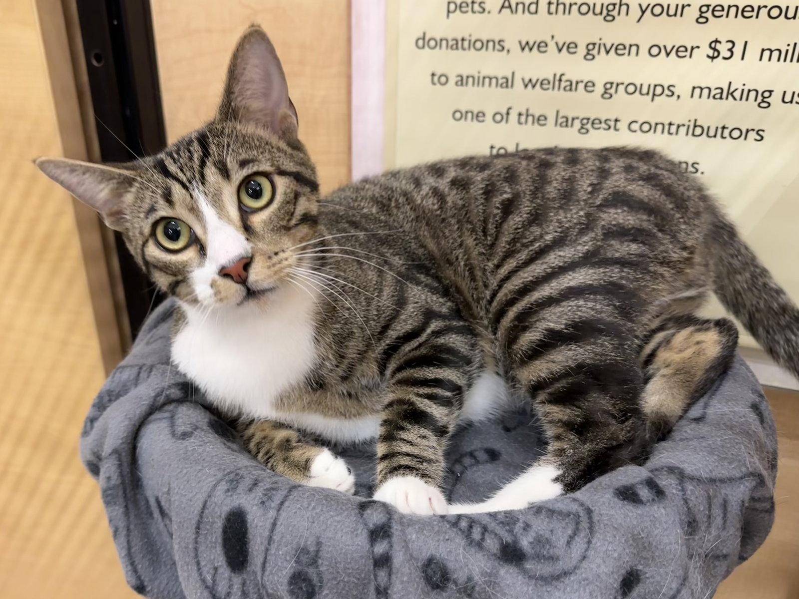 Lindt, Adoptable, Adult Male Domestic Short Hair.