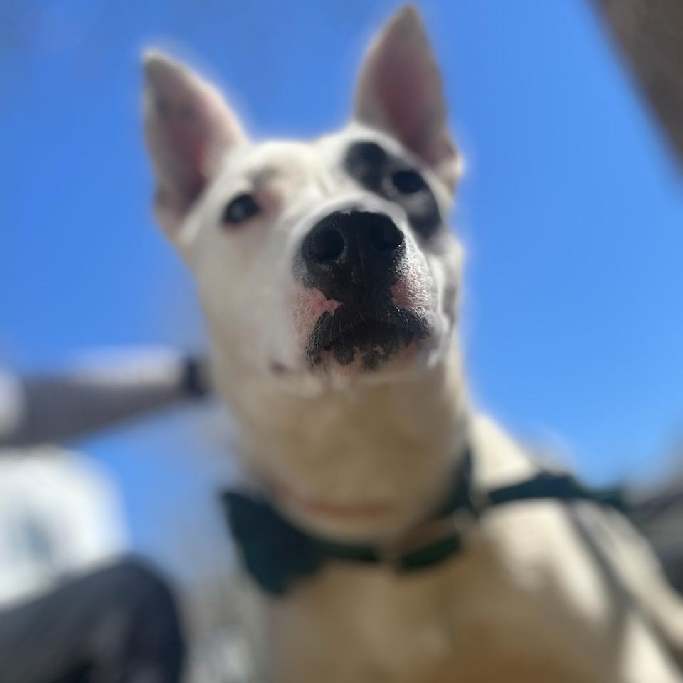 Marshmallow