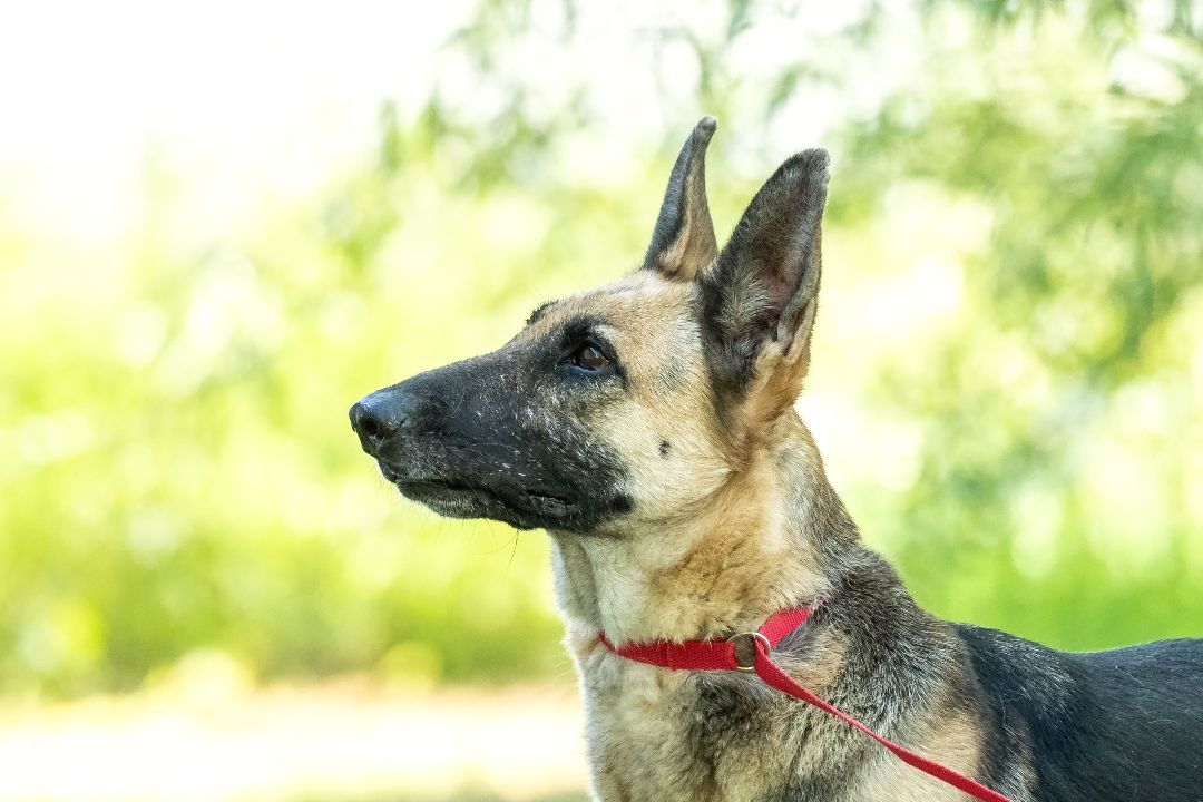 Perdita, a Adoptable German Shepherd Dog in Pearce, AZ image 6/8