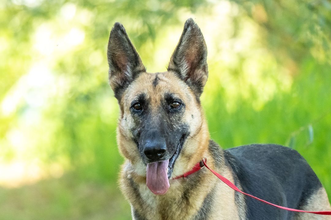 Perdita, Adoptable, Adult Female German Shepherd Dog.