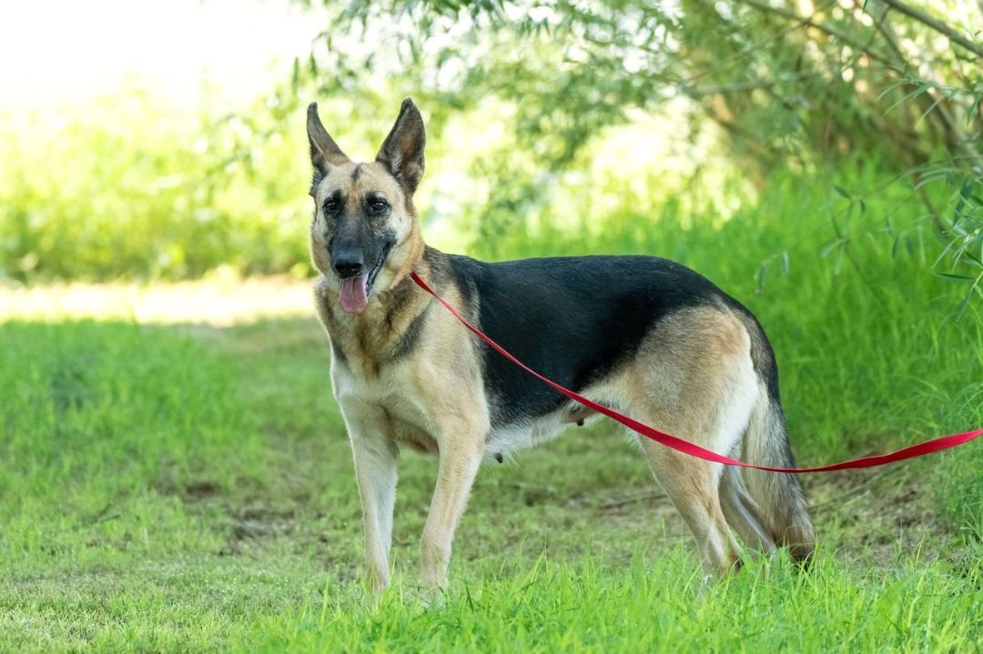 Enlarge Perdita, a Adoptable German Shepherd Dog in Pearce, AZ image 7/8