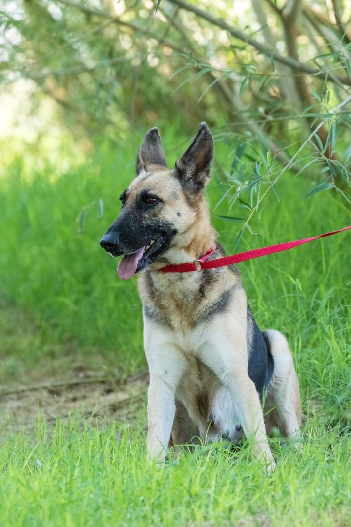 Enlarge Perdita, a Adoptable German Shepherd Dog in Pearce, AZ image 8/8