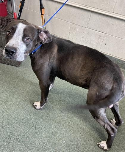 Moose — thumbnail 2