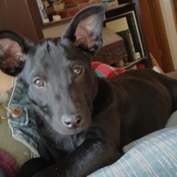 Starburst, Adoptable, Puppy Male Australian Kelpie.