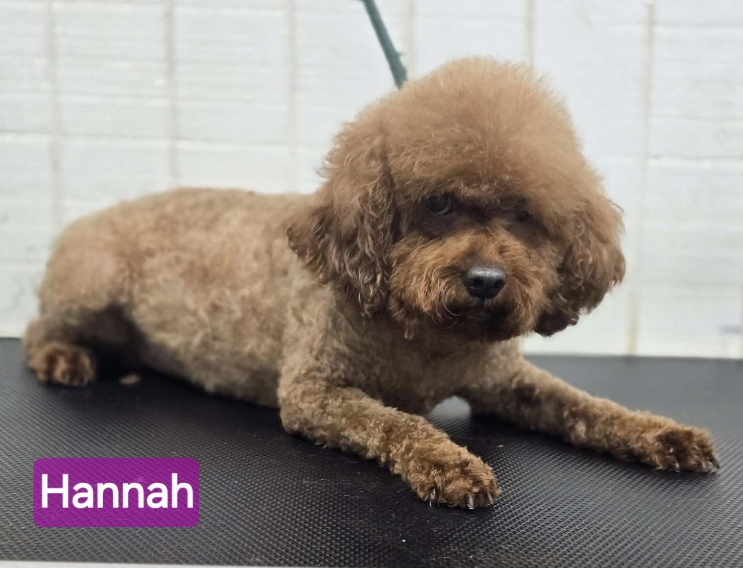 Hannah, adopted, Young Female Miniature Poodle.