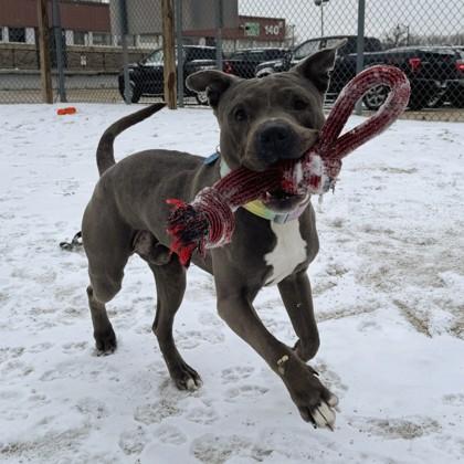 Cole, Adoptable, Adult Male Pit Bull Terrier & Mixed Breed.