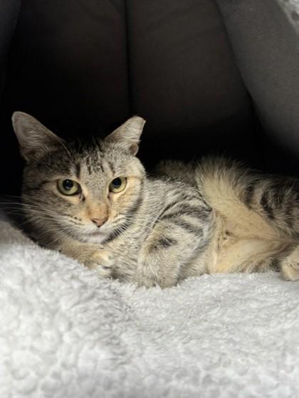 Bunny, Adoptable, Adult Female Domestic Short Hair & Domestic Short Hair.