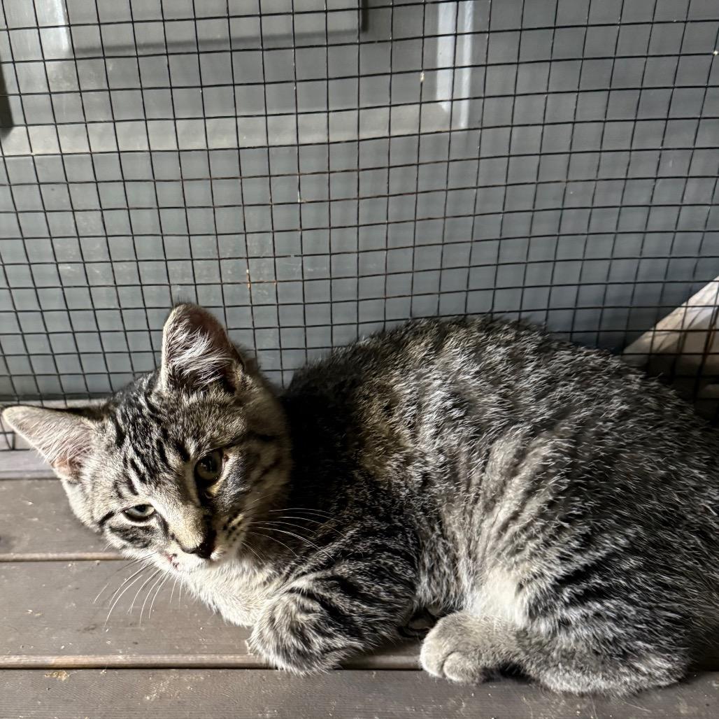 Enlarge Bengie, a Adoptable Domestic Short Hair in Ferndale, WA image 1/2