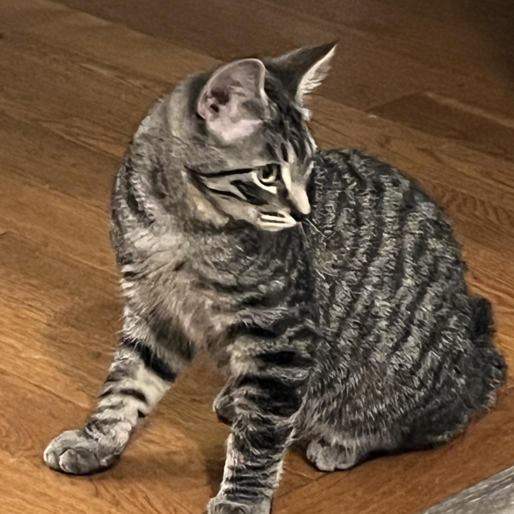 Enlarge Bengie, a Adoptable Domestic Short Hair in Ferndale, WA image 1/3