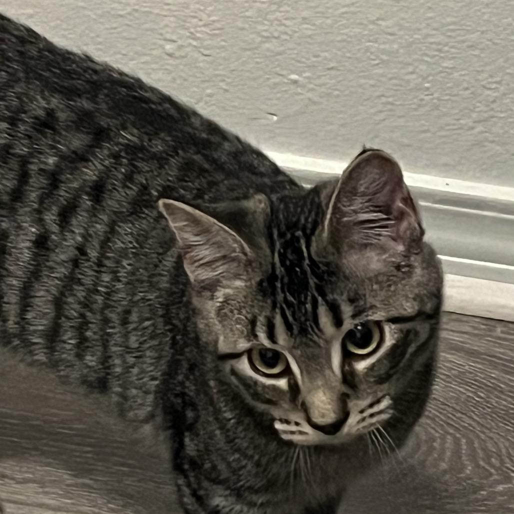 Enlarge Bengie, a Adoptable Domestic Short Hair in Ferndale, WA image 2/3