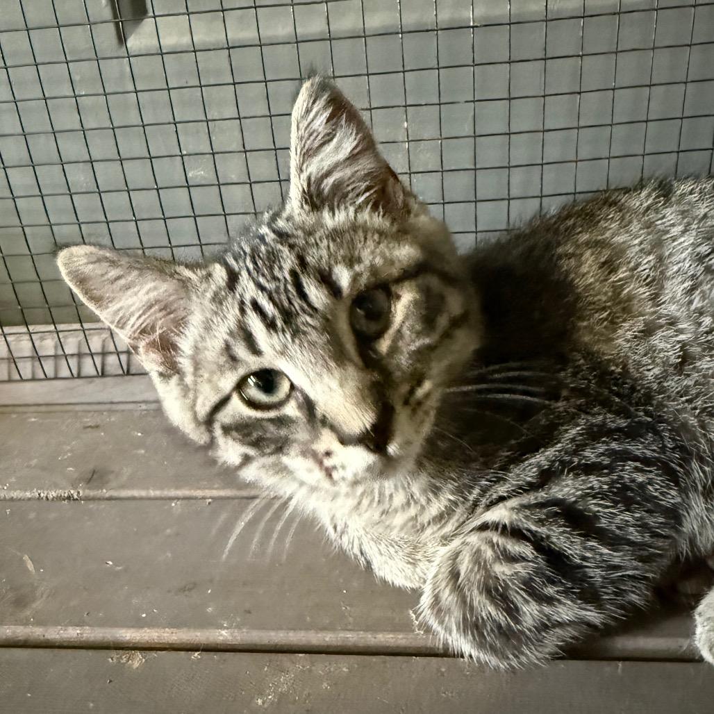 Enlarge Bengie, a Adoptable Domestic Short Hair in Ferndale, WA image 2/2