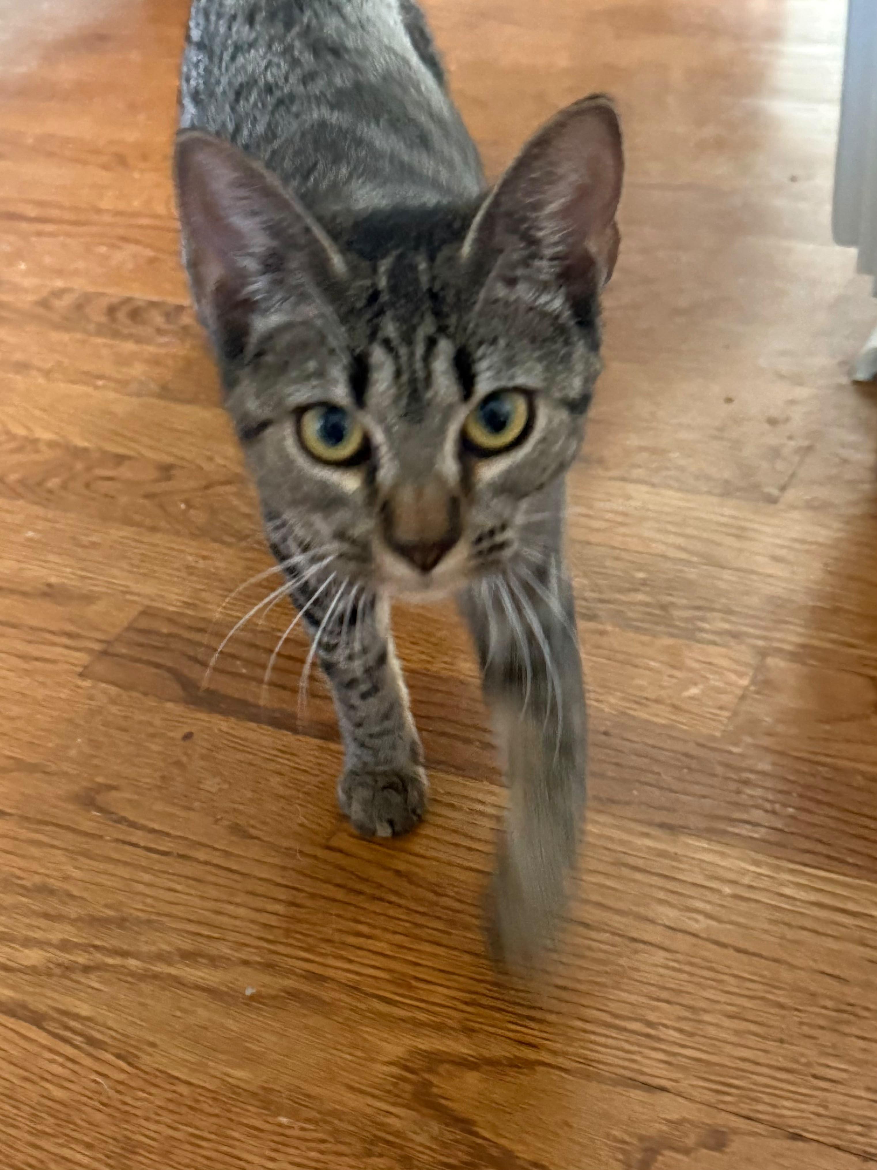 Athena, a ADOPTABLE Domestic Short Hair in New Britain, CT image 3/5