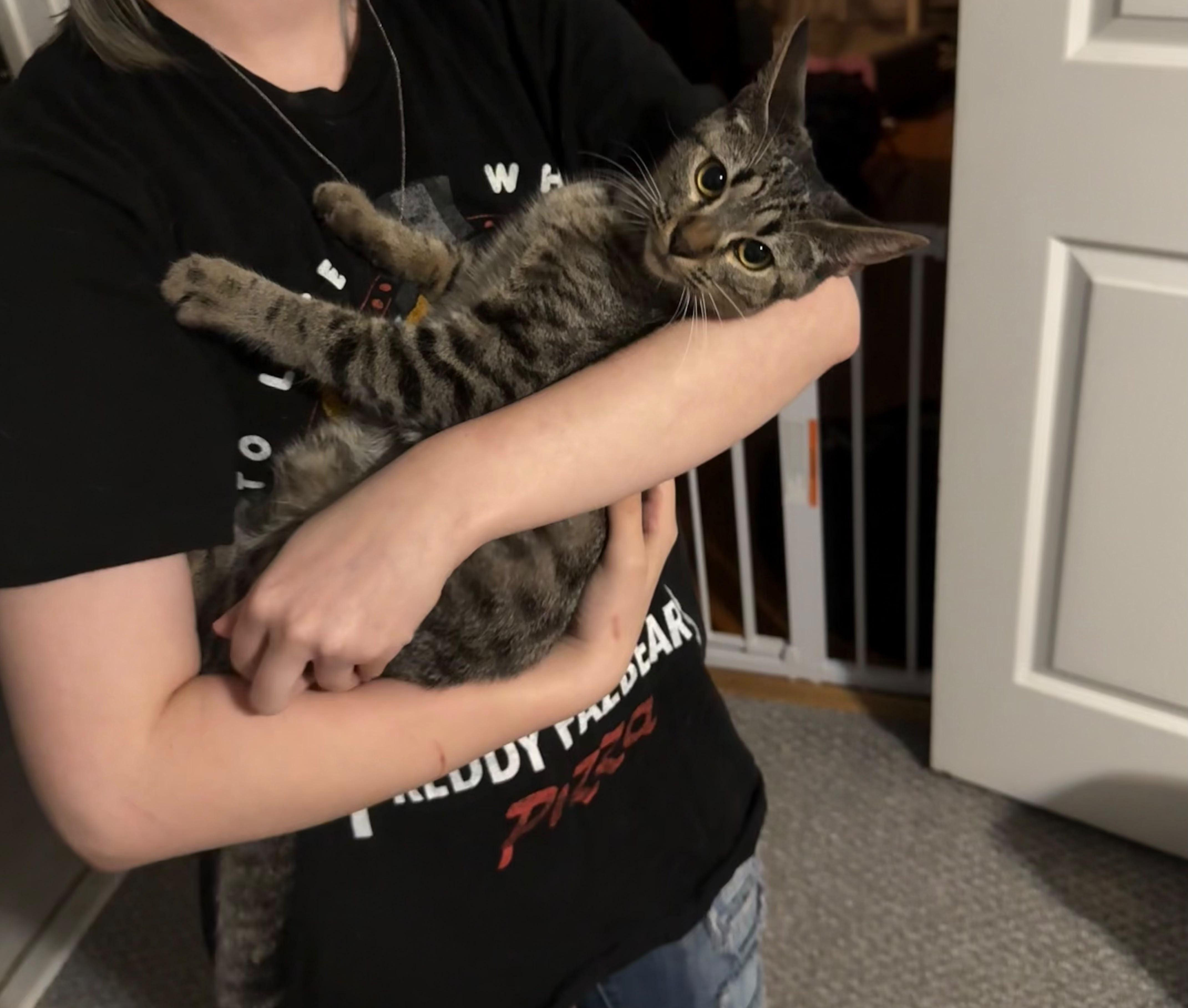 Athena, a ADOPTABLE Domestic Short Hair in New Britain, CT image 4/5
