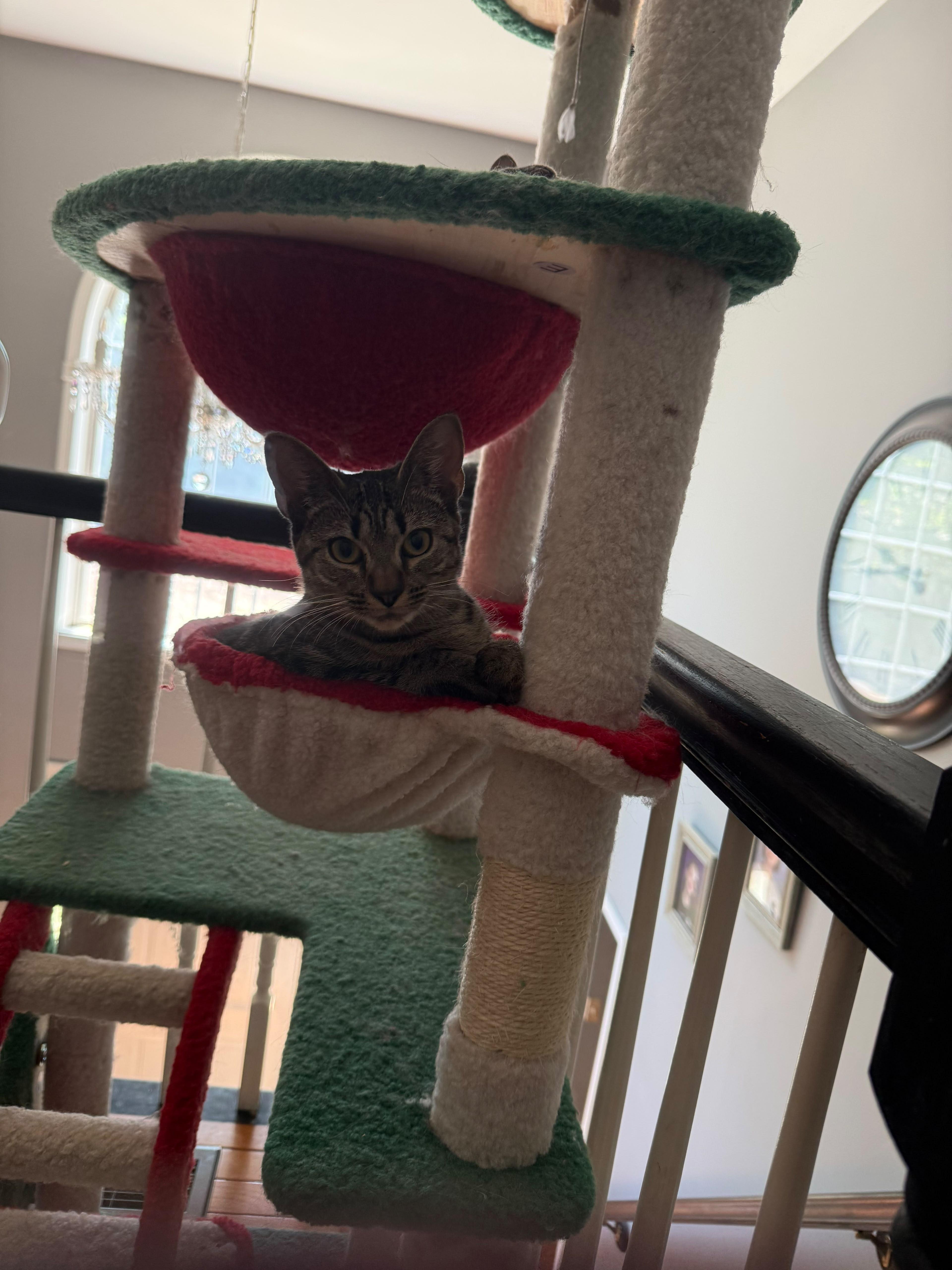 Athena, a ADOPTABLE Domestic Short Hair in New Britain, CT image 5/5