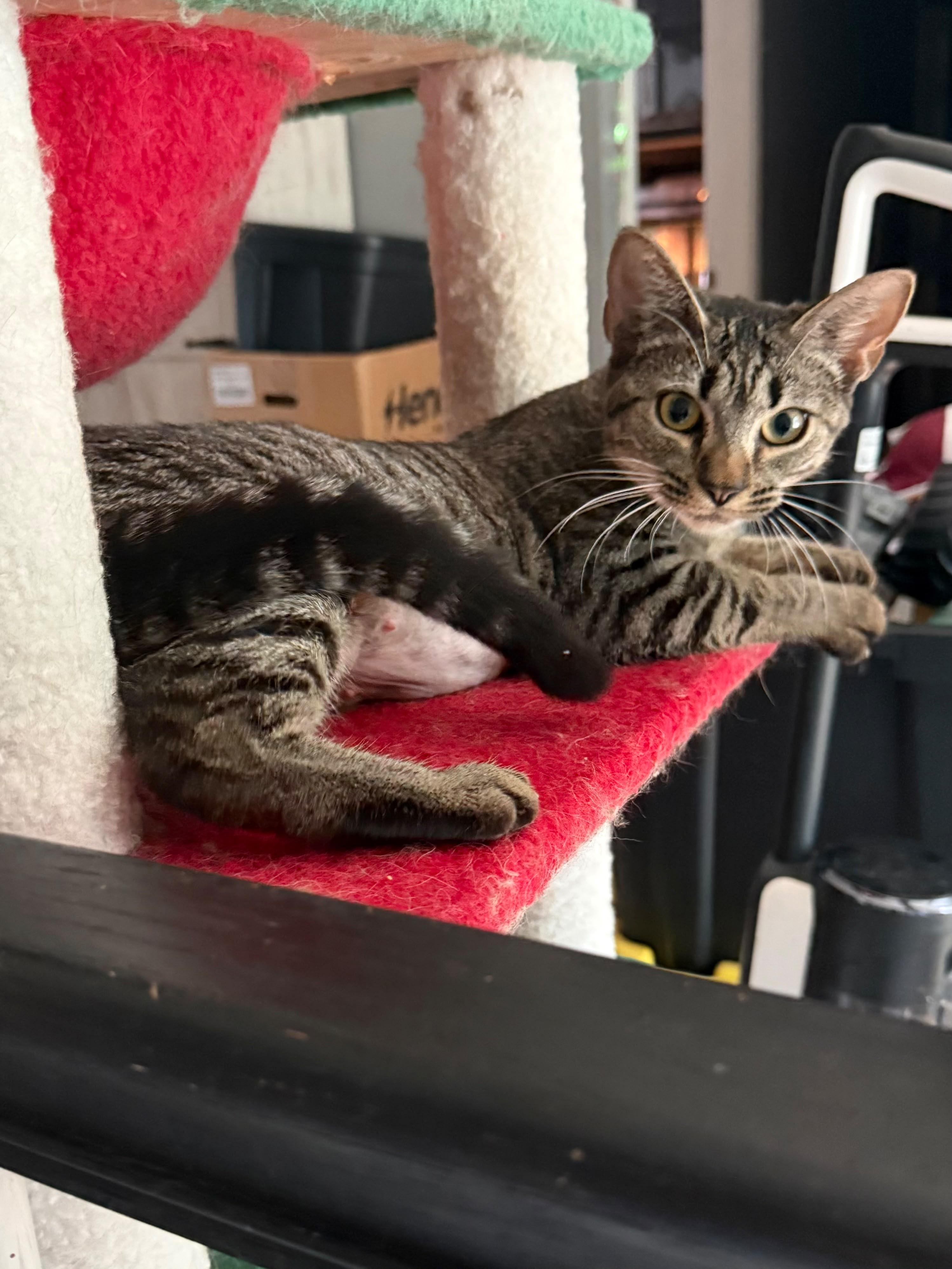 Athena, ADOPTABLE, Young Female Domestic Short Hair.