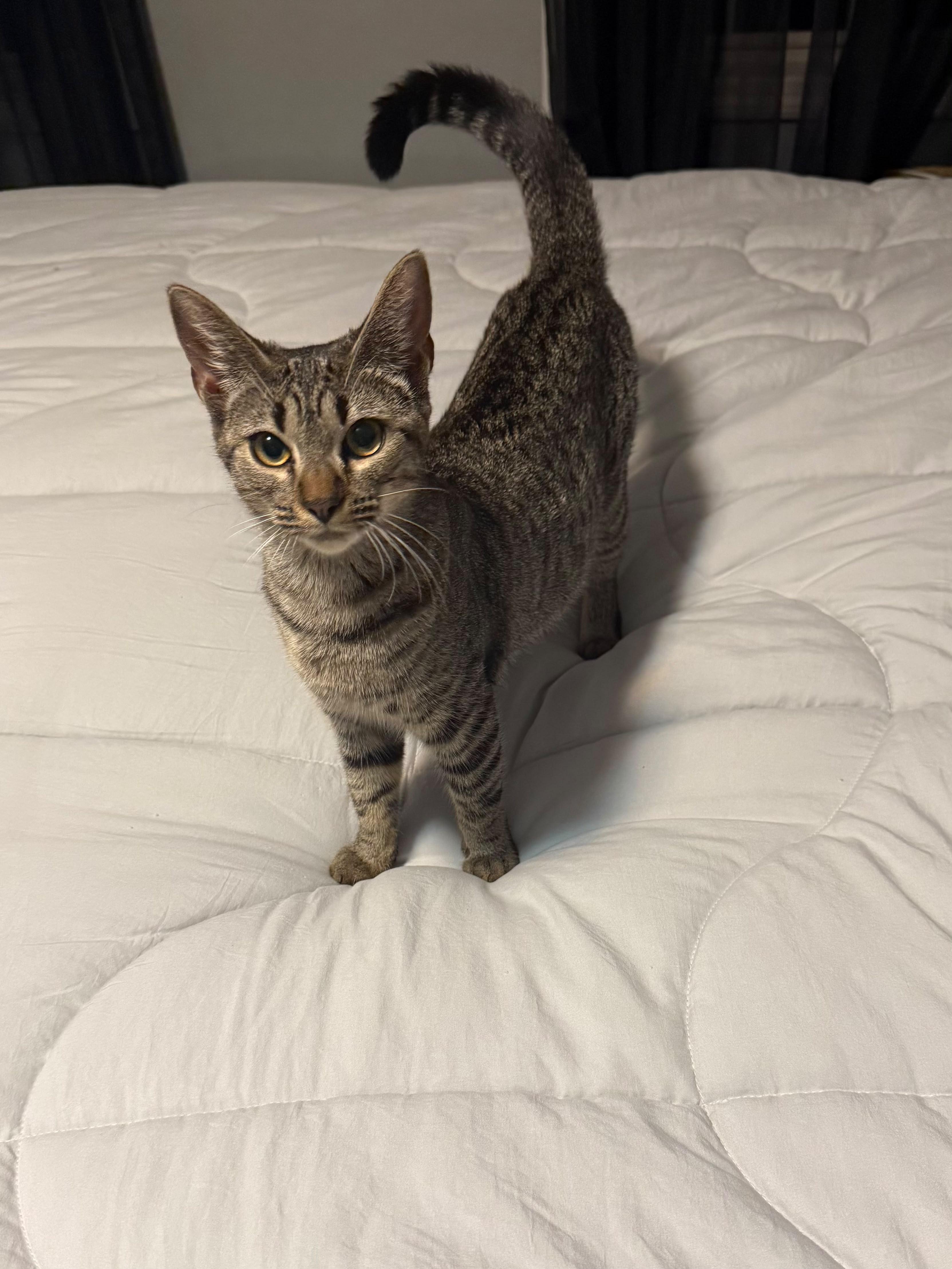 Athena, a ADOPTABLE Domestic Short Hair in New Britain, CT image 2/5