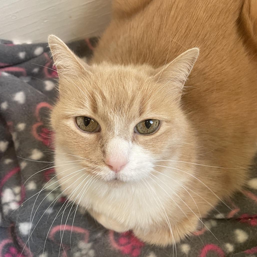 Enlarge Cheddar, a Adoptable Domestic Short Hair in West Des Moines, IA image 1/2