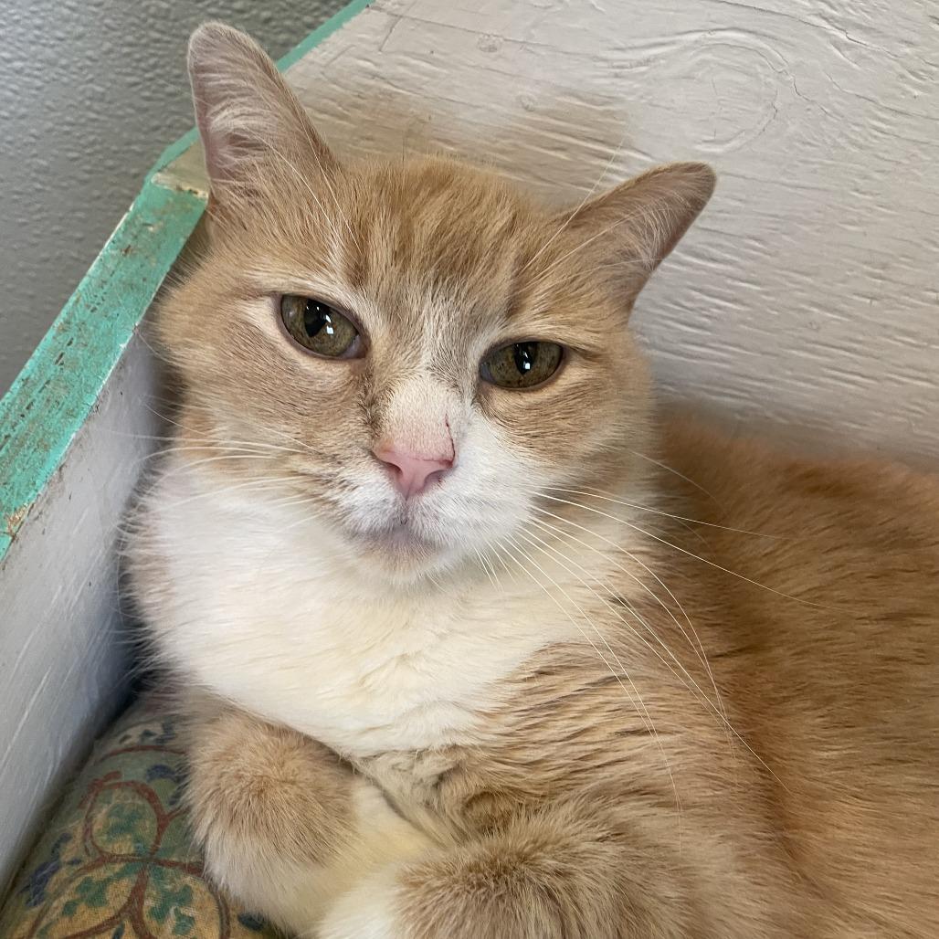 Enlarge Cheddar, a Adoptable Domestic Short Hair in West Des Moines, IA image 2/2