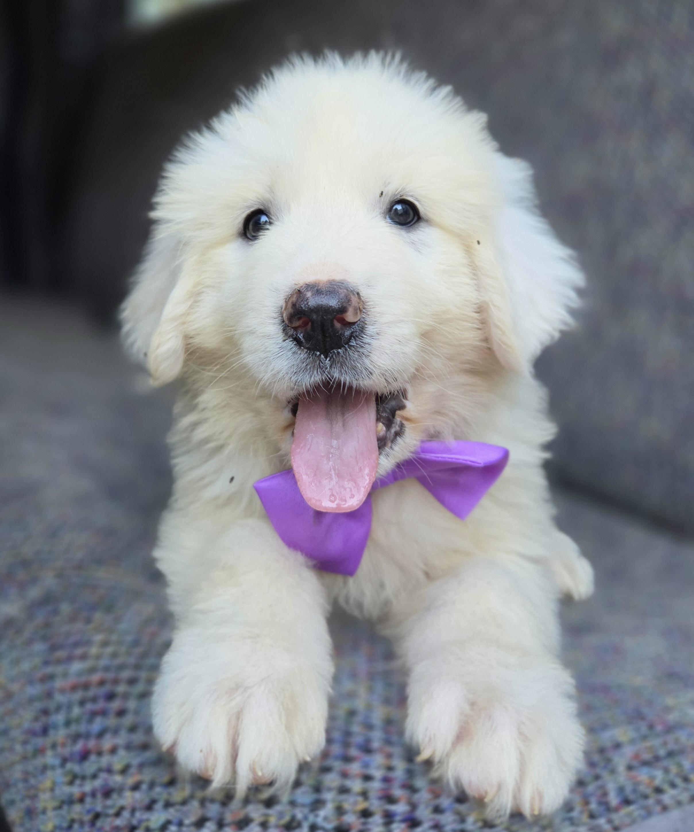 Enlarge Sage, a Adoptable Great Pyrenees in Atlanta , GA image 6/6