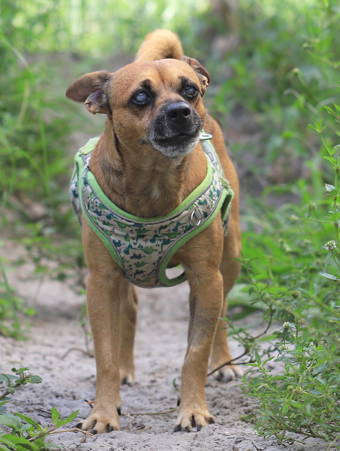 Brownie, Young Male unknown