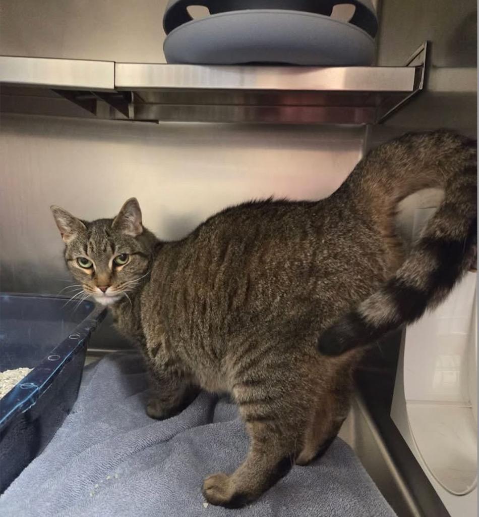 Lucy, Adoptable, Adult Female Domestic Short Hair.