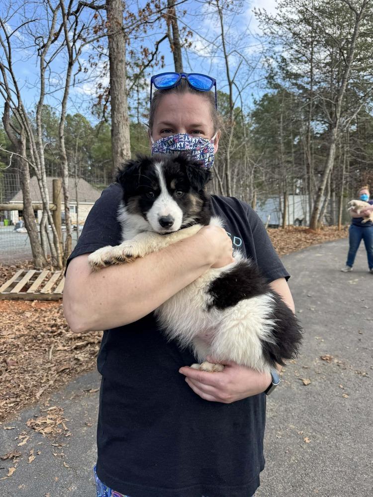 Enlarge Aussie Emotion Puppy Pack, a Adoptable mixed breed in Troy, VA image 1/6
